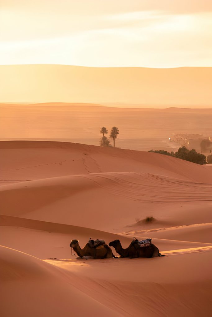 Camels in the middle of desert